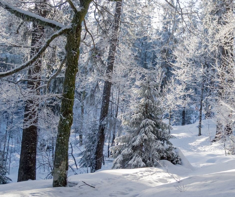 Adventskalender Homepagebeitrag