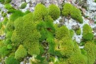 Natur und Umwelt - Brosch&uuml;ren - Felsflora