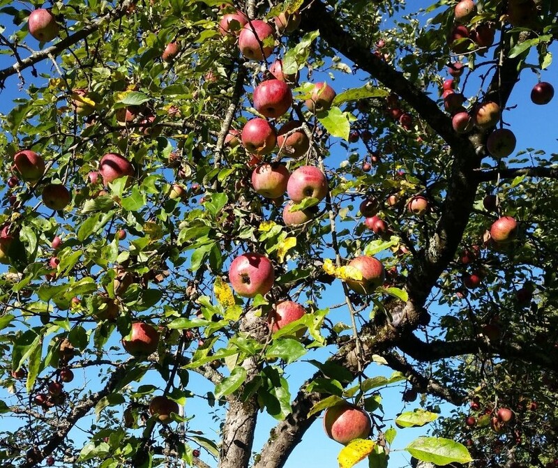 Streuobstwiesen Projekt (3)