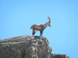 5. Ein total gelungenes Bild eines stolzen Steinbocks