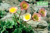 Natur und Umwelt - Brosch&uuml;ren - Pflanzengeschichten