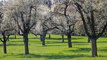 Natur und Umwelt - Tag der Streuobstwiese
