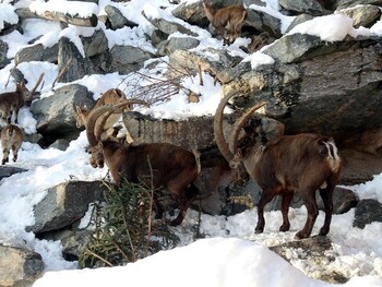 Naturschutz  - Skitouren im Einklang der Natur 