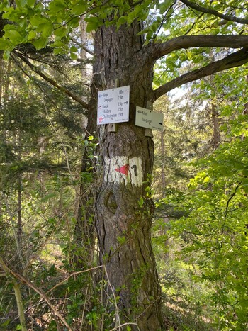 Mit Bus und Bahn in die Berge - Tourenvorschlag: Albsteig Etappe von Talheim bis Jungingen