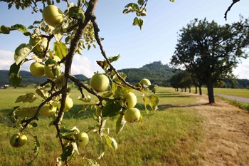 Mit Bus &amp; Bahn in die Natur - Tourenvorschlag: Obstwiesen-Fahrradtour rund um Hechingen