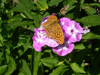 Natur und Umwelt - Natura - Trail Nagold - April 2014