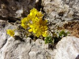 Blümchen am Wegesrand