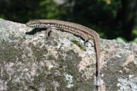 Natur und Umwelt - Brosch&uuml;ren - Felsfauna
