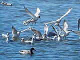 Natur und Umwelt  - Naturschutztagung - September 2014