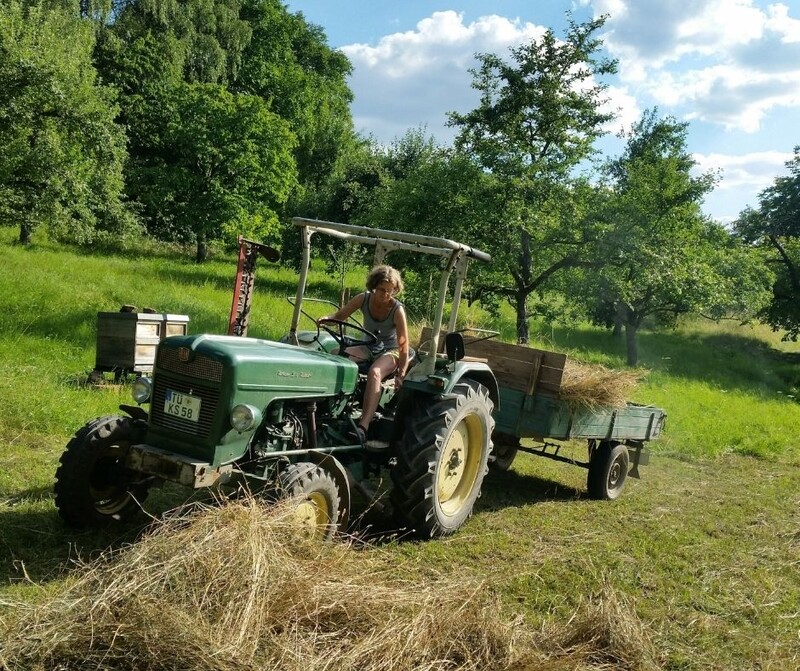 Streuobstwiesen Projekt (1)