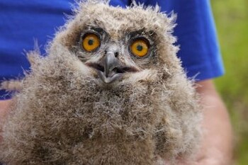 Natur und Umwelt - Gemeinsamer Einsatz f&uuml;r die Natur - Mai 2017
