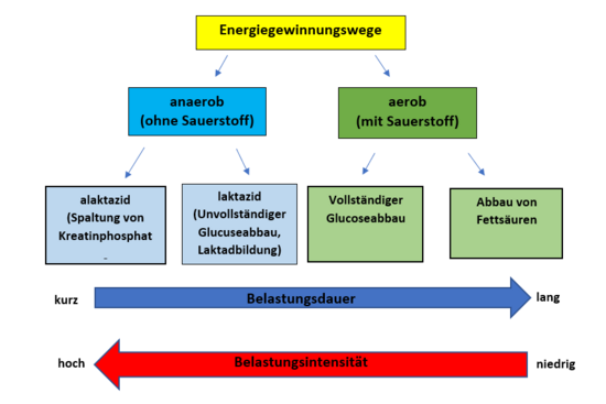 Ausdauer Schaubild (korrigiert)